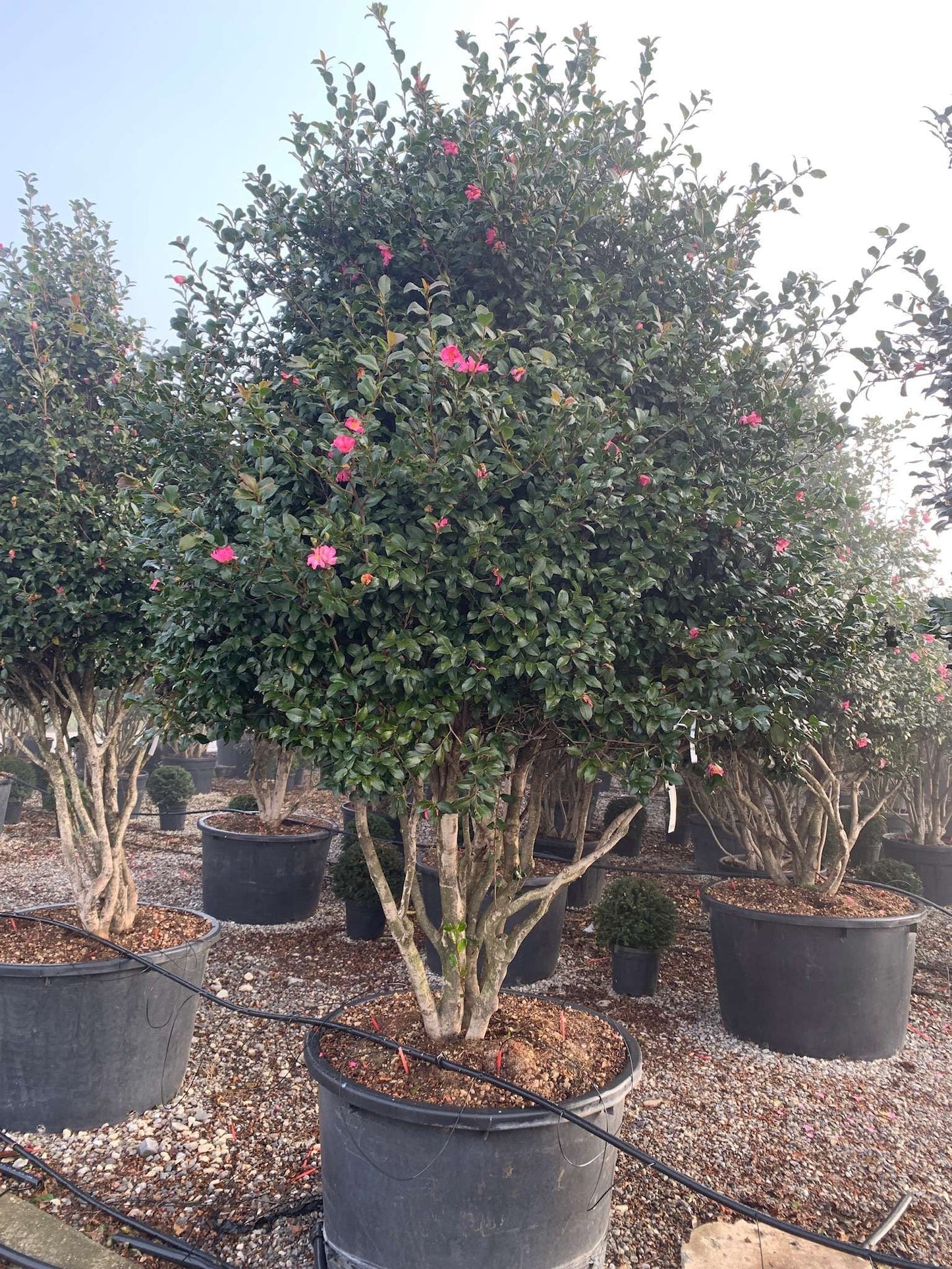 CAMELLIA sasanqua 'FLM-10'