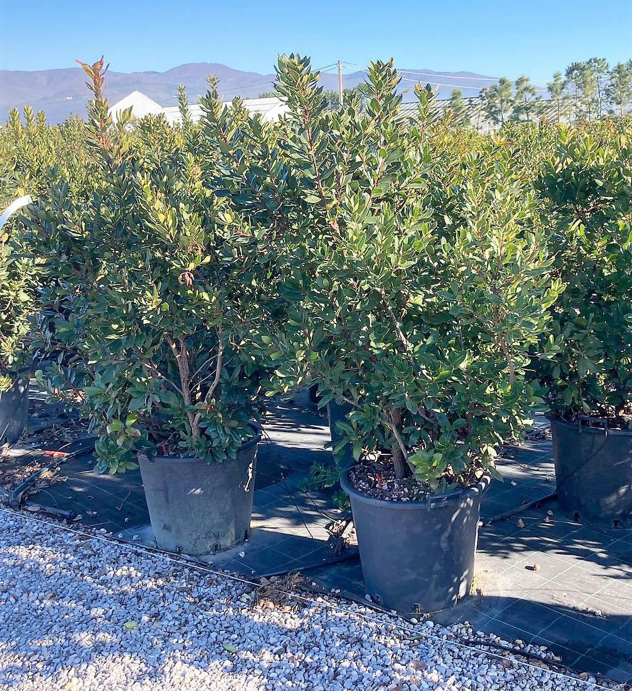 ARBUTUS unedo 'Compacta'