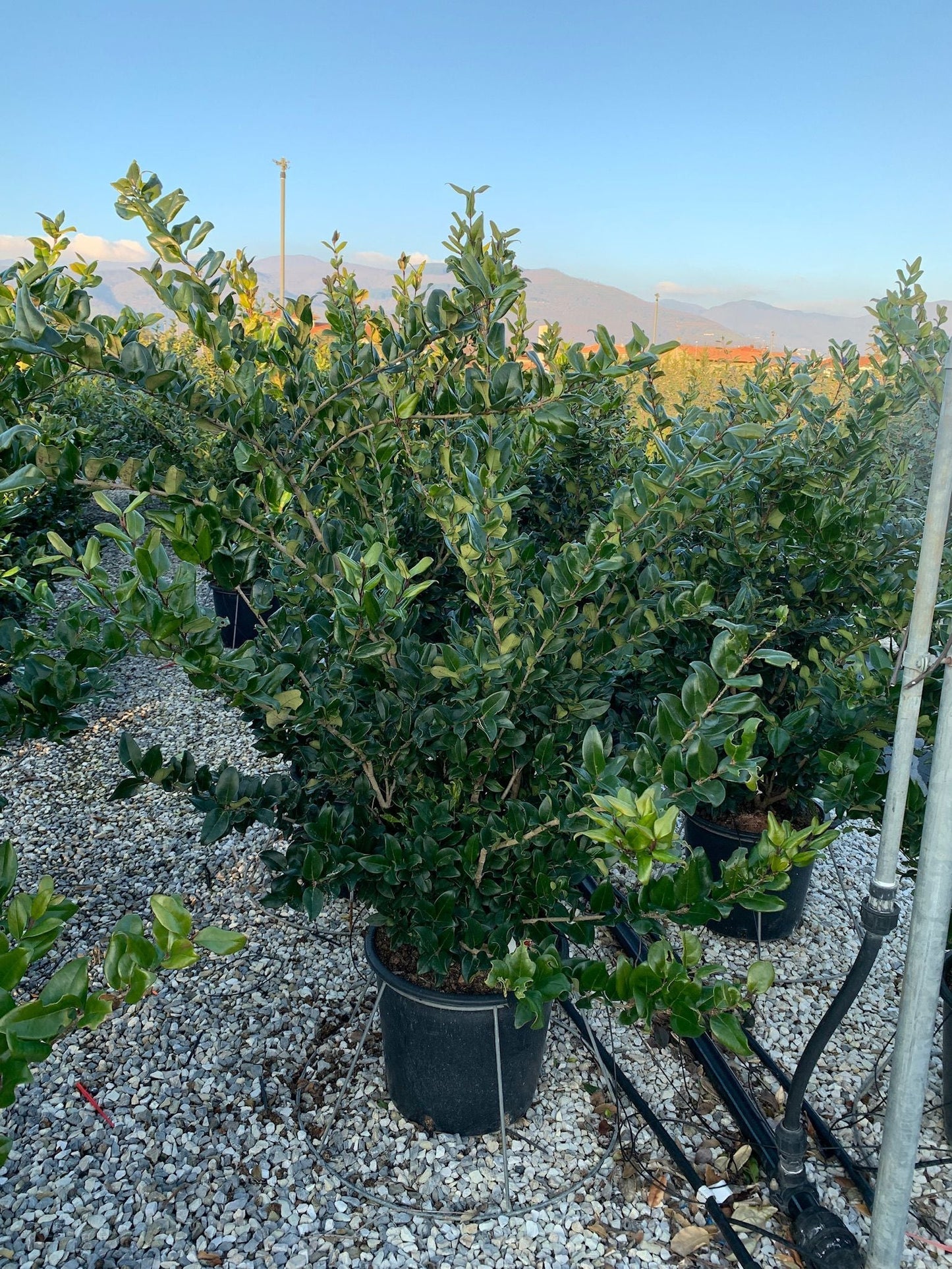 LIGUSTRUM texanum 'Fastigiata'