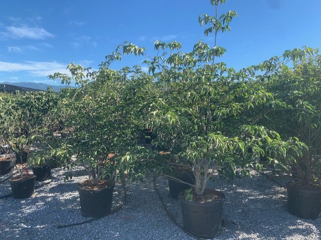 CORNUS kousa 'Weavers Weeping'