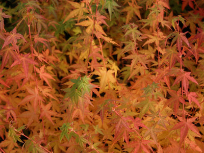 ACER palmatum 'Bi-Hoo'