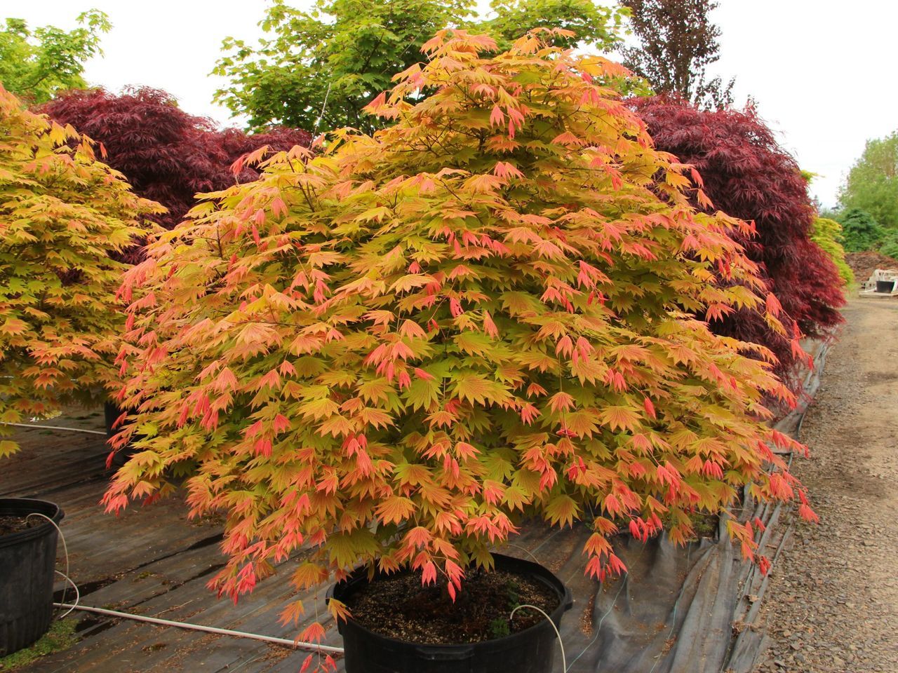 ACER shirasawanum 'Moonrise' ®