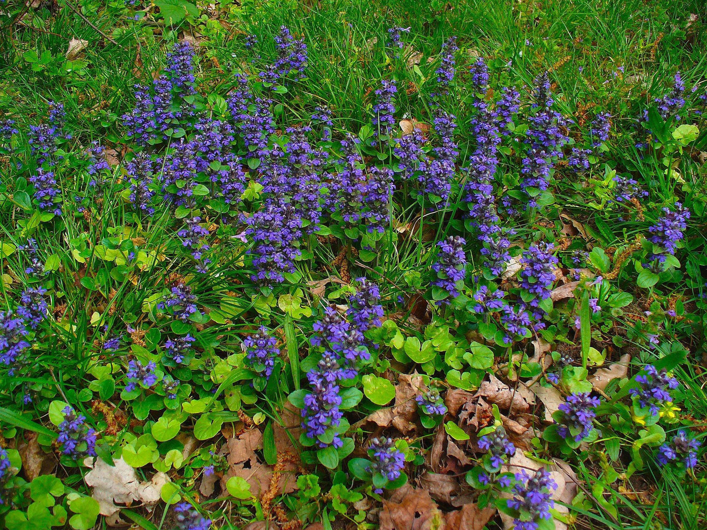 AJUGA reptans
