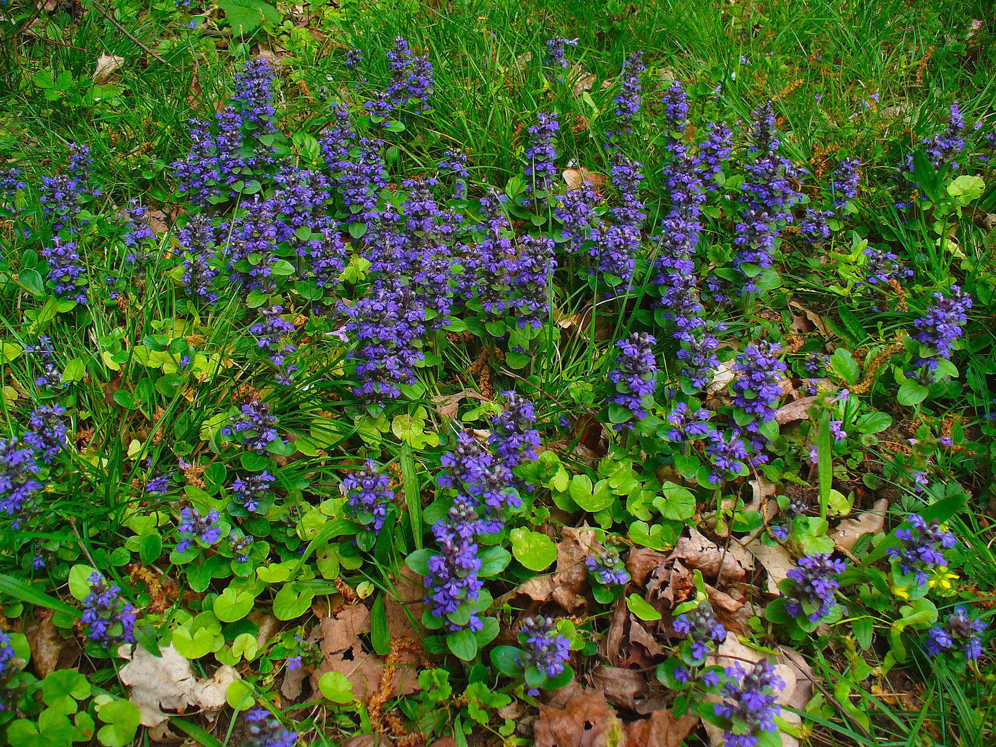 AJUGA reptans