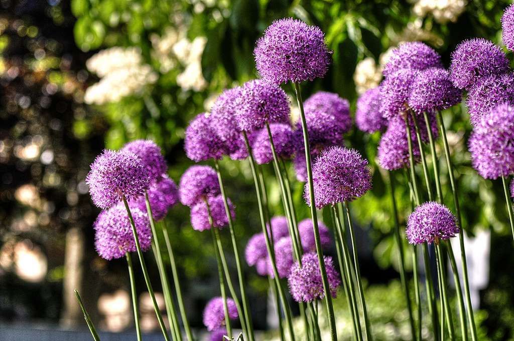 ALLIUM giganteum