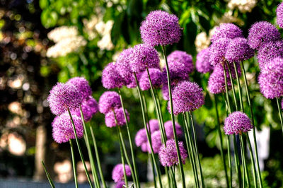 ALLIUM giganteum