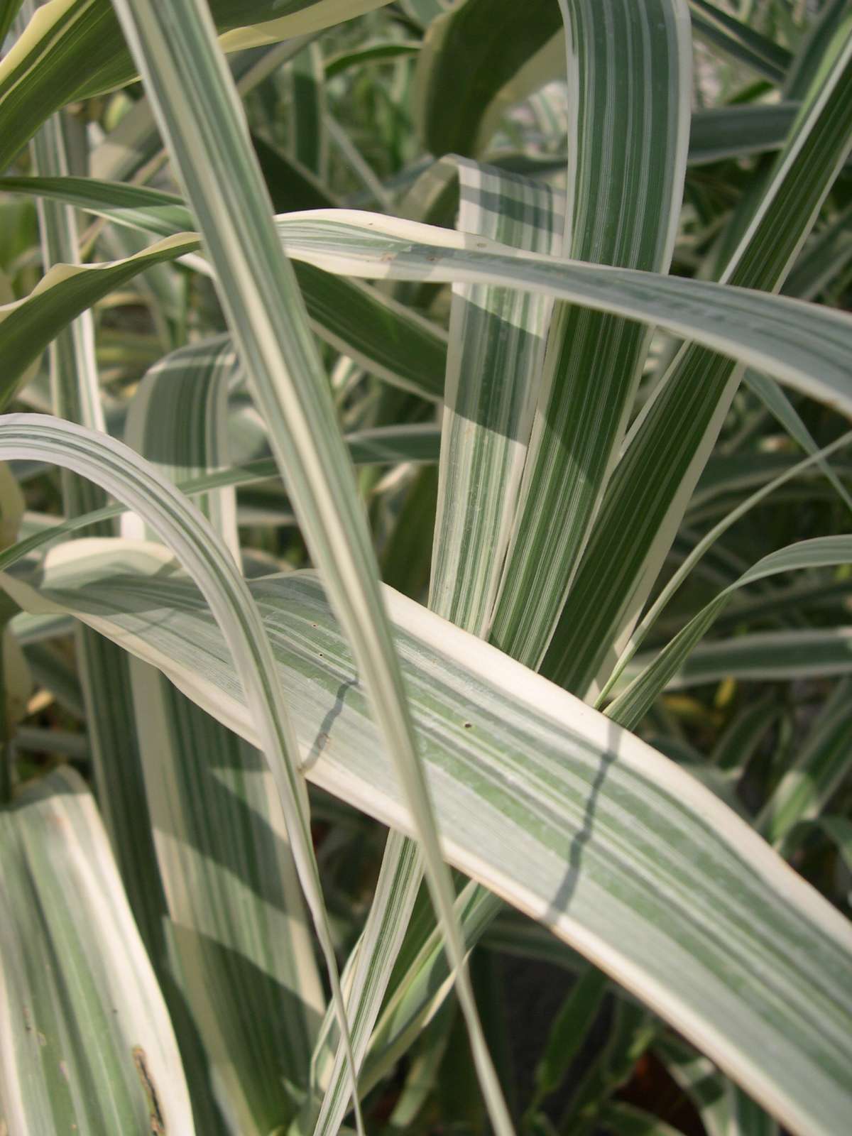 ARUNDO donax 'Variegata'