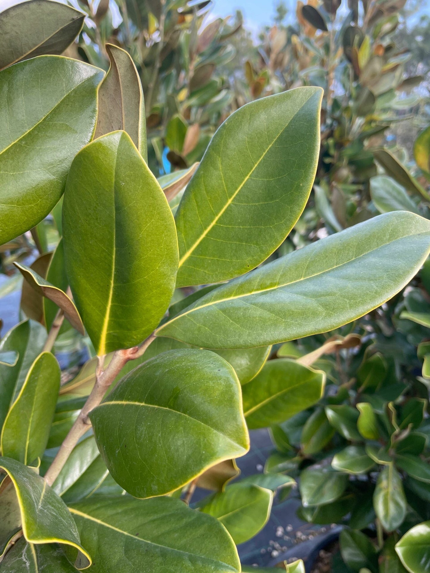 MAGNOLIA grandiflora 'Galissoniensis Praecox'