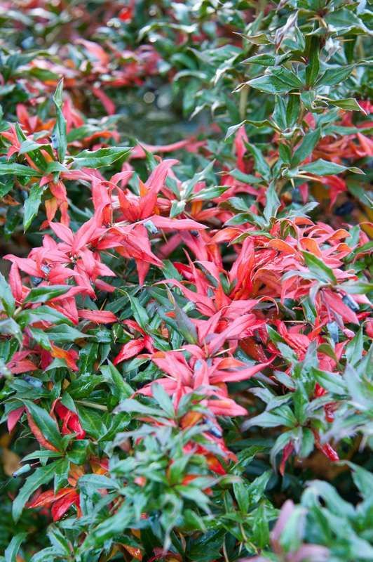 BERBERIS x frikartii 'Telstar'