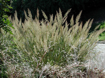 CALAMAGROSTIS x acutiflora 'Brachytricha'
