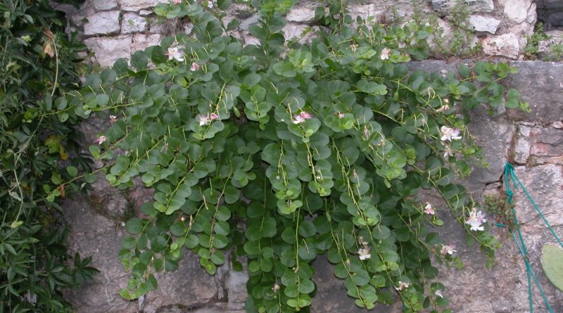 CAPPARIS spinosa 'Inermis'