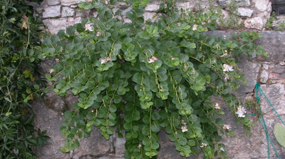 CAPPARIS spinosa 'Inermis'
