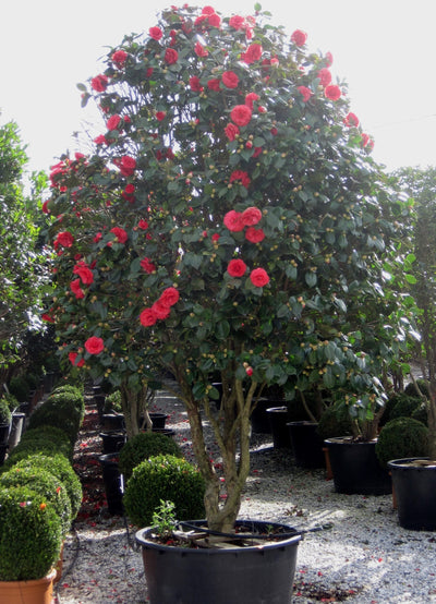 CAMELLIA japonica in varietà