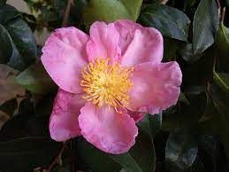 CAMELLIA sasanqua 'Plantation Pink'