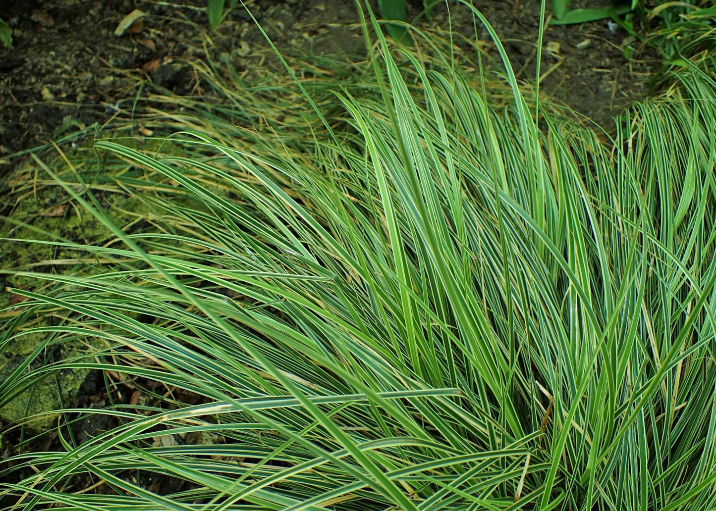 CAREX morrowii 'Variegata'