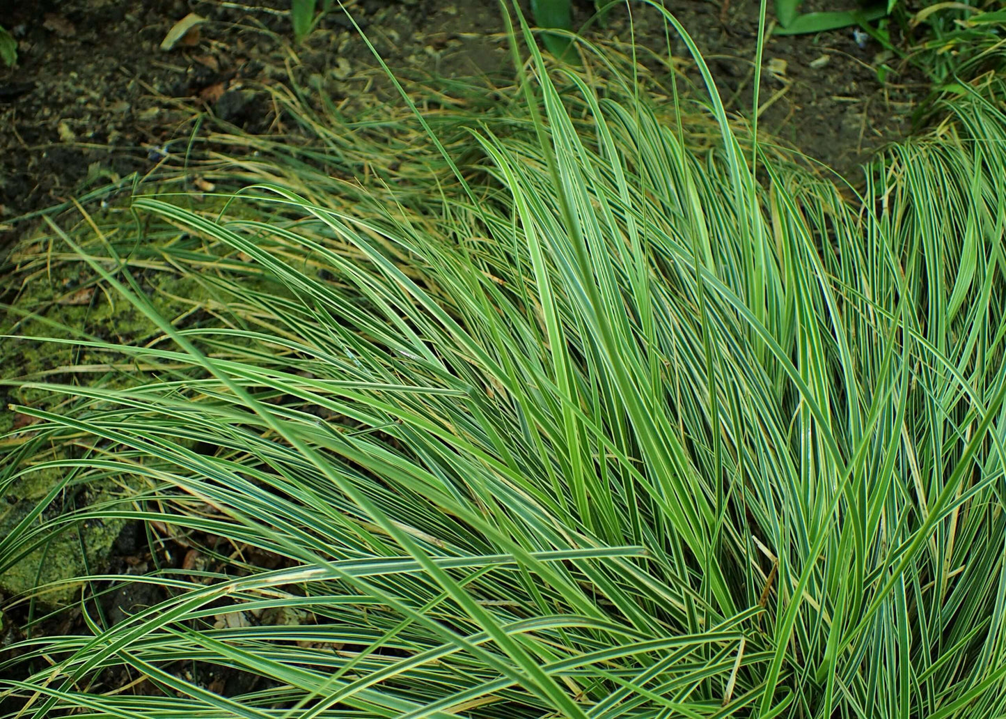 CAREX morrowii 'Variegata'