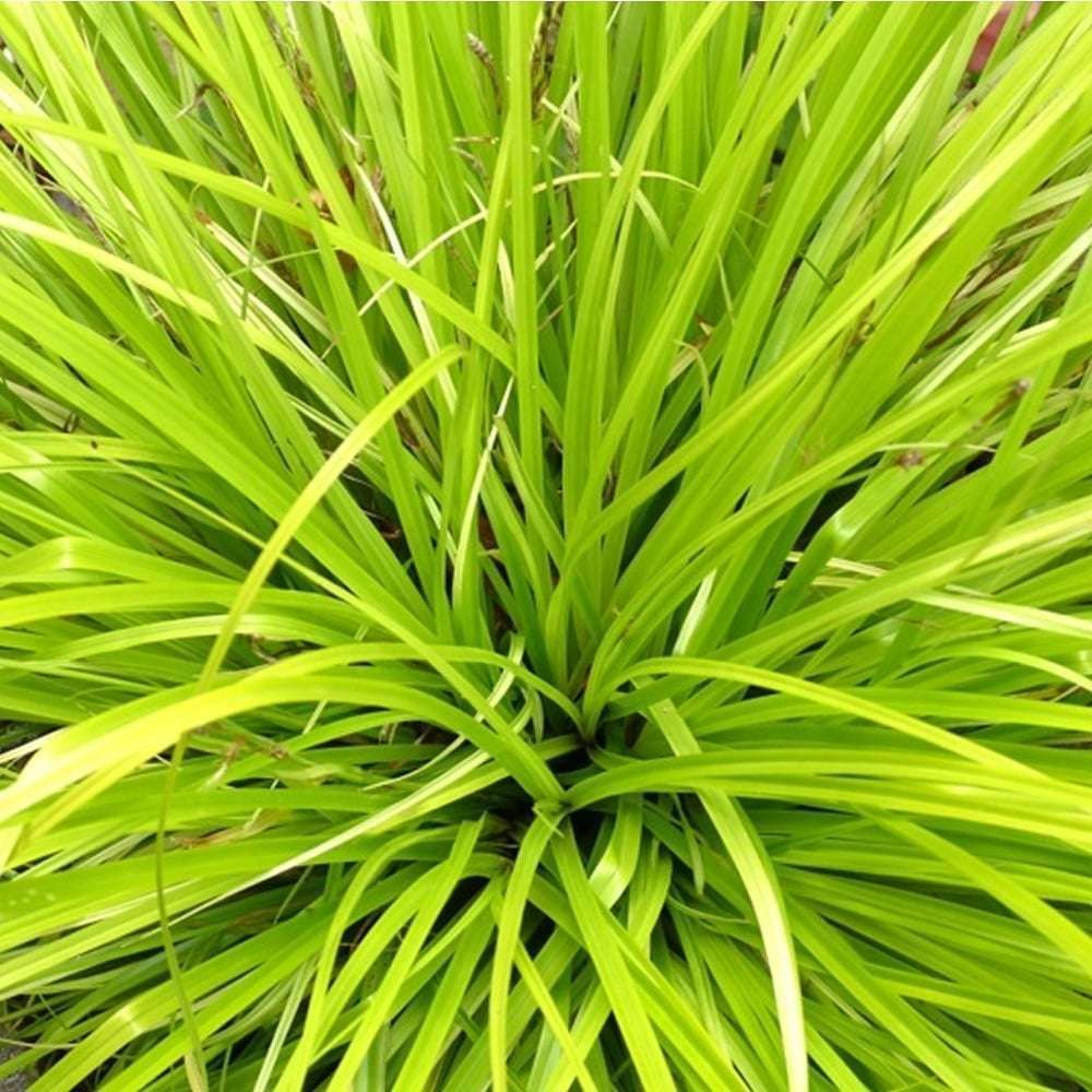 CAREX oshimensis 'Everillo'
