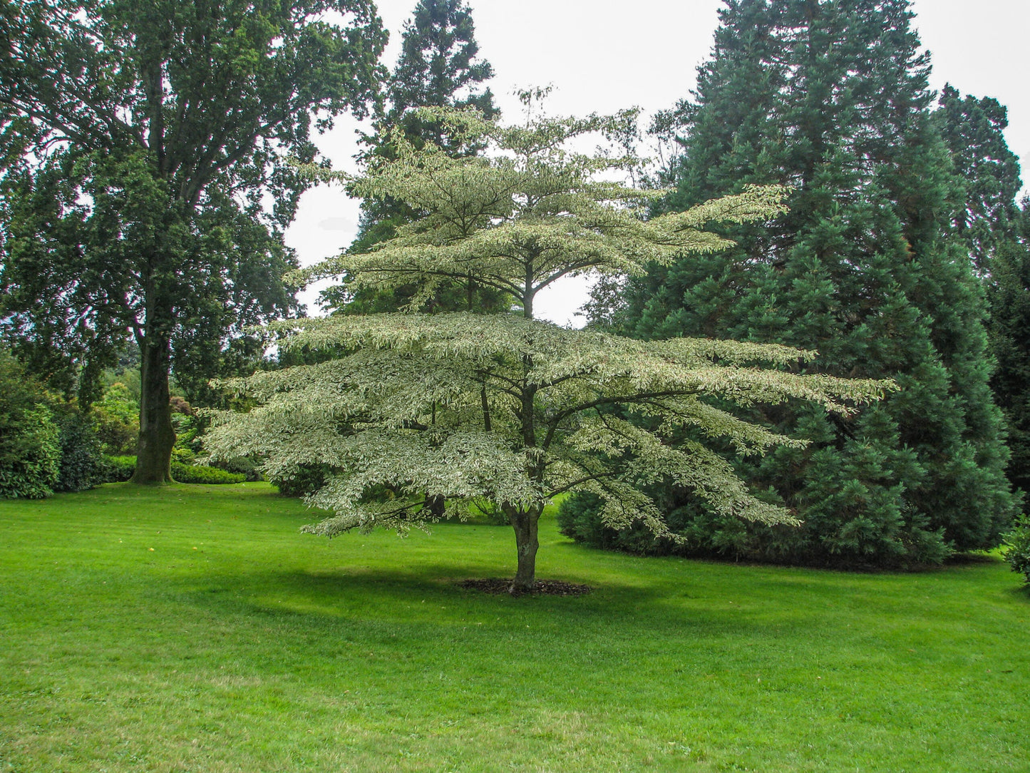 CORNUS alternifolia 'Argentea'