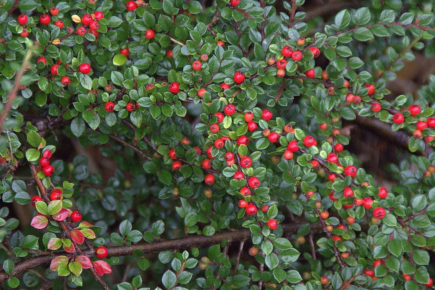 COTONEASTER salicifolius 'Repens'