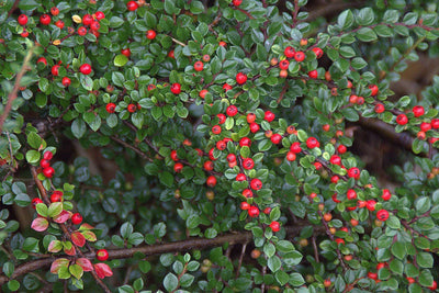 COTONEASTER salicifolius 'Repens'