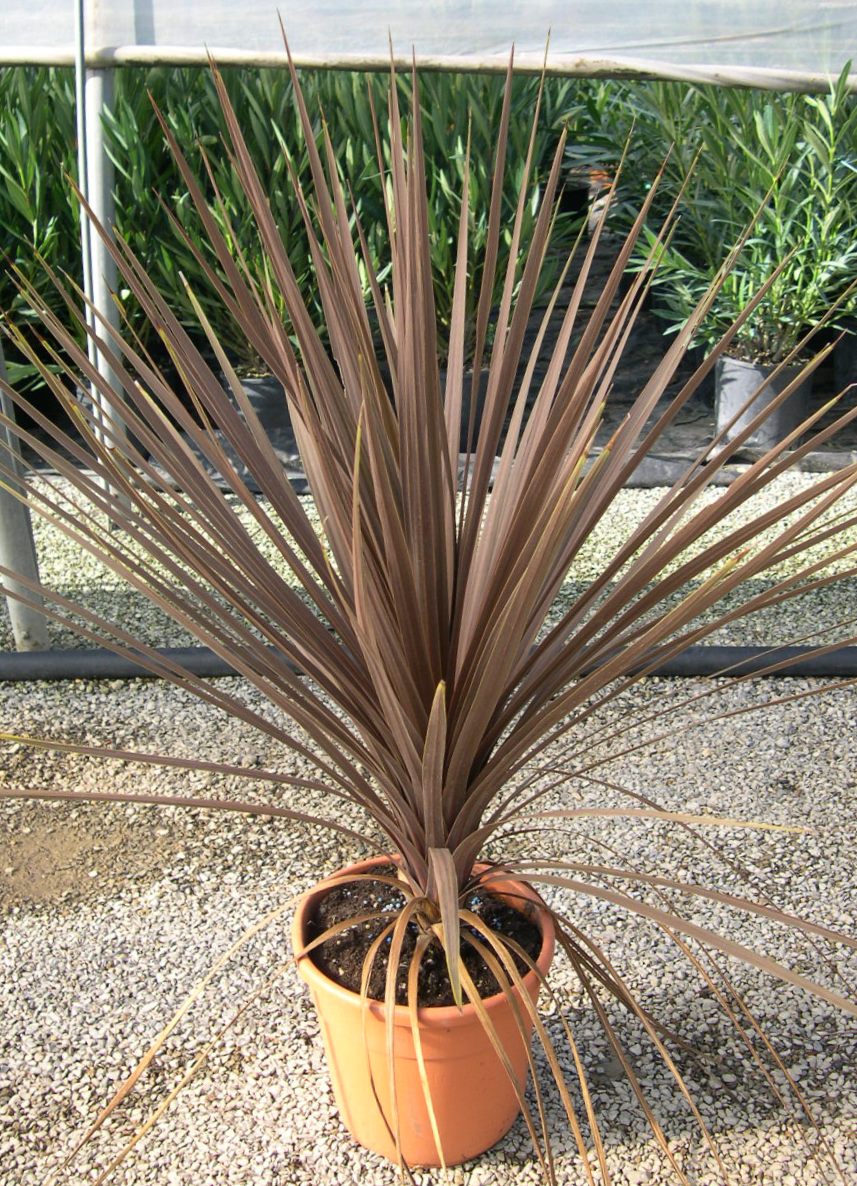 CORDYLINE australis 'Atropurpurea'
