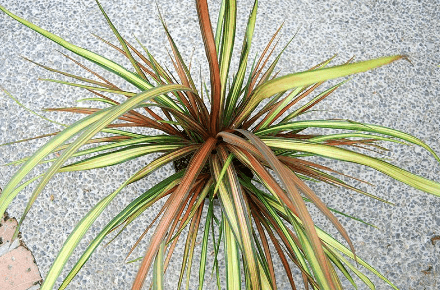 CORDYLINE australis 'Cha Cha' ®