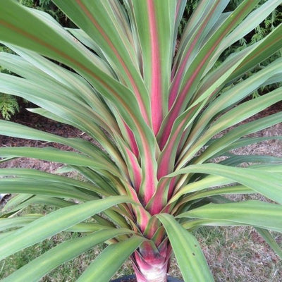 CORDYLINE australis 'Peko' ®