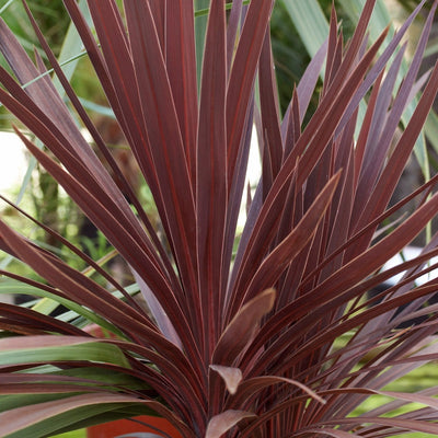 CORDYLINE australis 'Red Star'