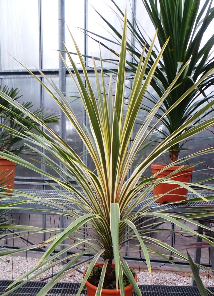 CORDYLINE australis 'Torbay Dazzler'