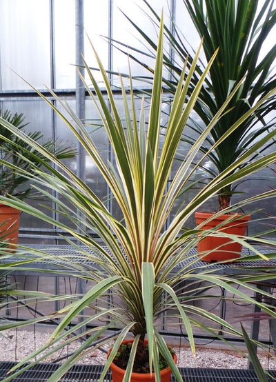 CORDYLINE australis 'Torbay Dazzler'