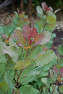 COTINUS coggygria 'Old Fashioned'