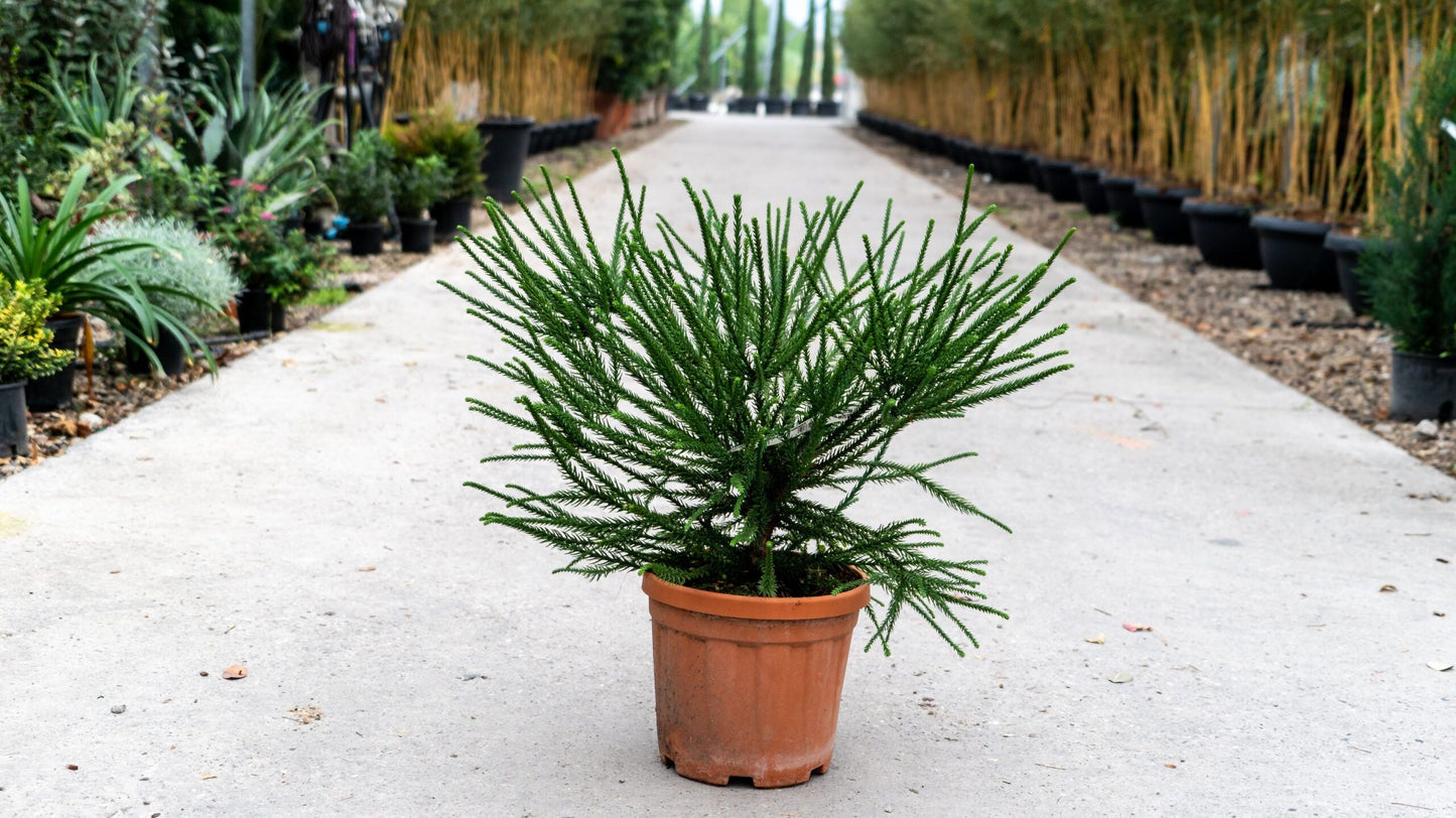 CRYPTOMERIA japonica 'Araucarioides'