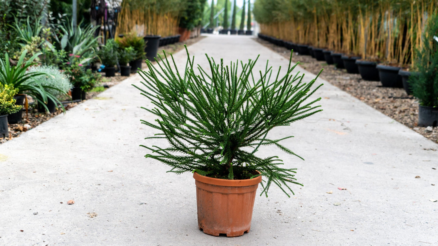 CRYPTOMERIA japonica 'Araucarioides'