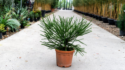 CRYPTOMERIA japonica 'Araucarioides'