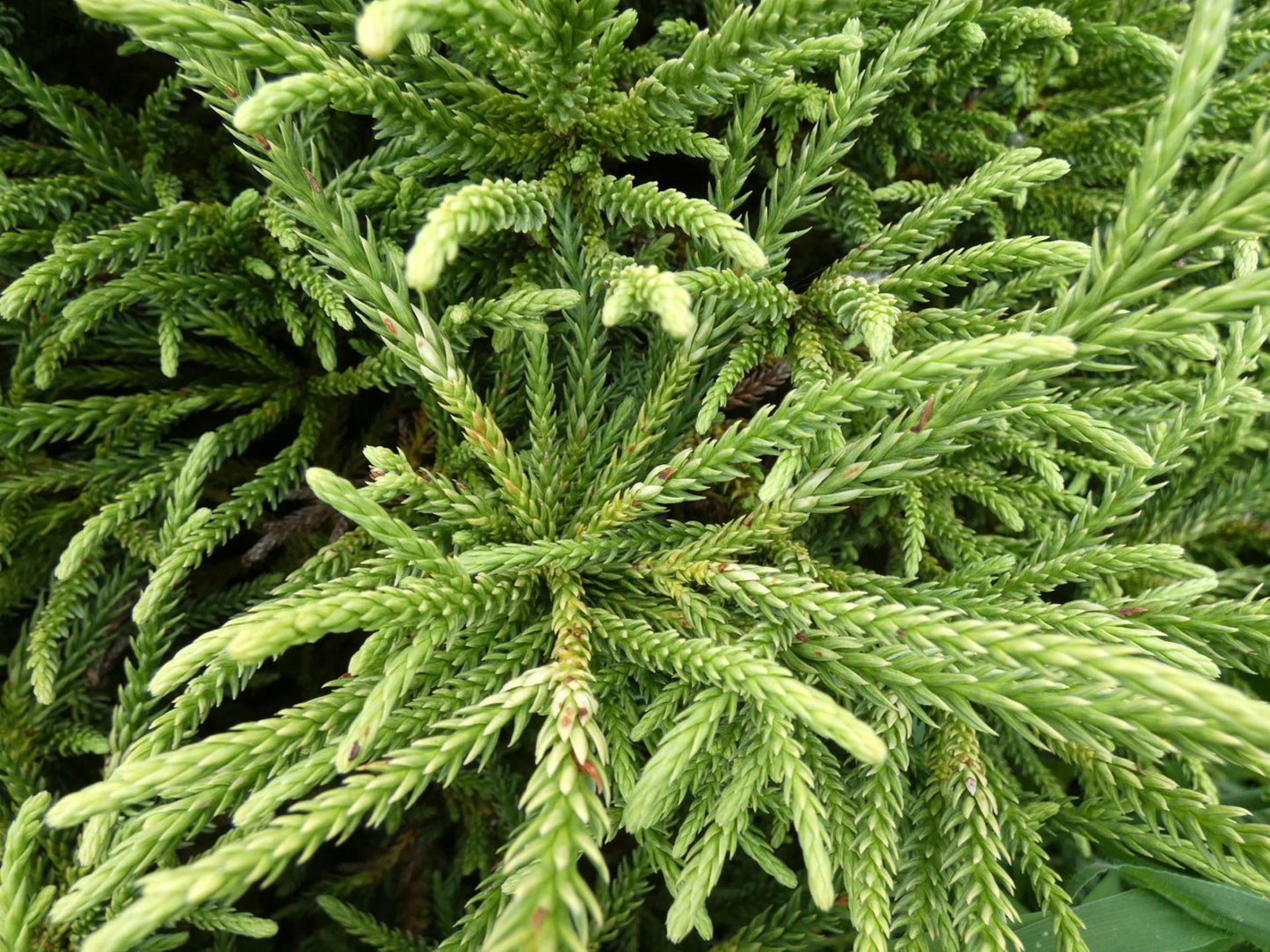 CRYPTOMERIA japonica 'Little Champion'