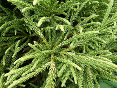 CRYPTOMERIA japonica 'Little Champion'