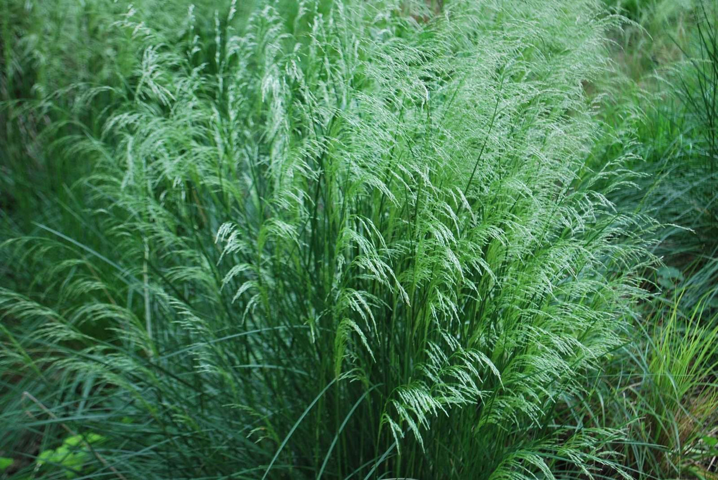 DESCHAMPSIA cespitosa