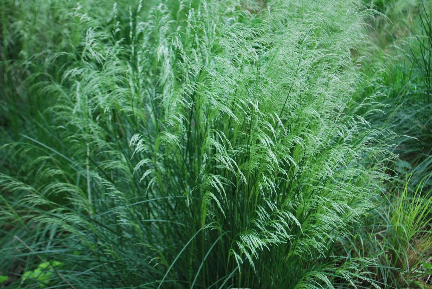 DESCHAMPSIA cespitosa