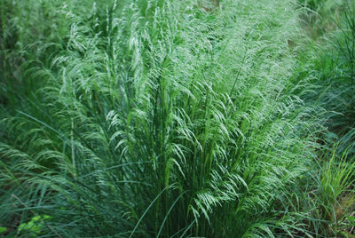 DESCHAMPSIA cespitosa