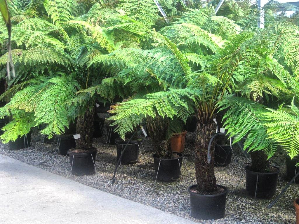 DICKSONIA antarctica