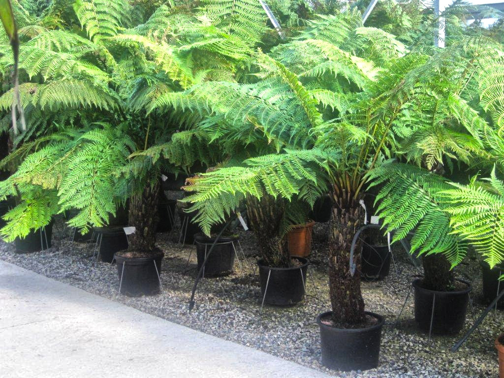 DICKSONIA antarctica