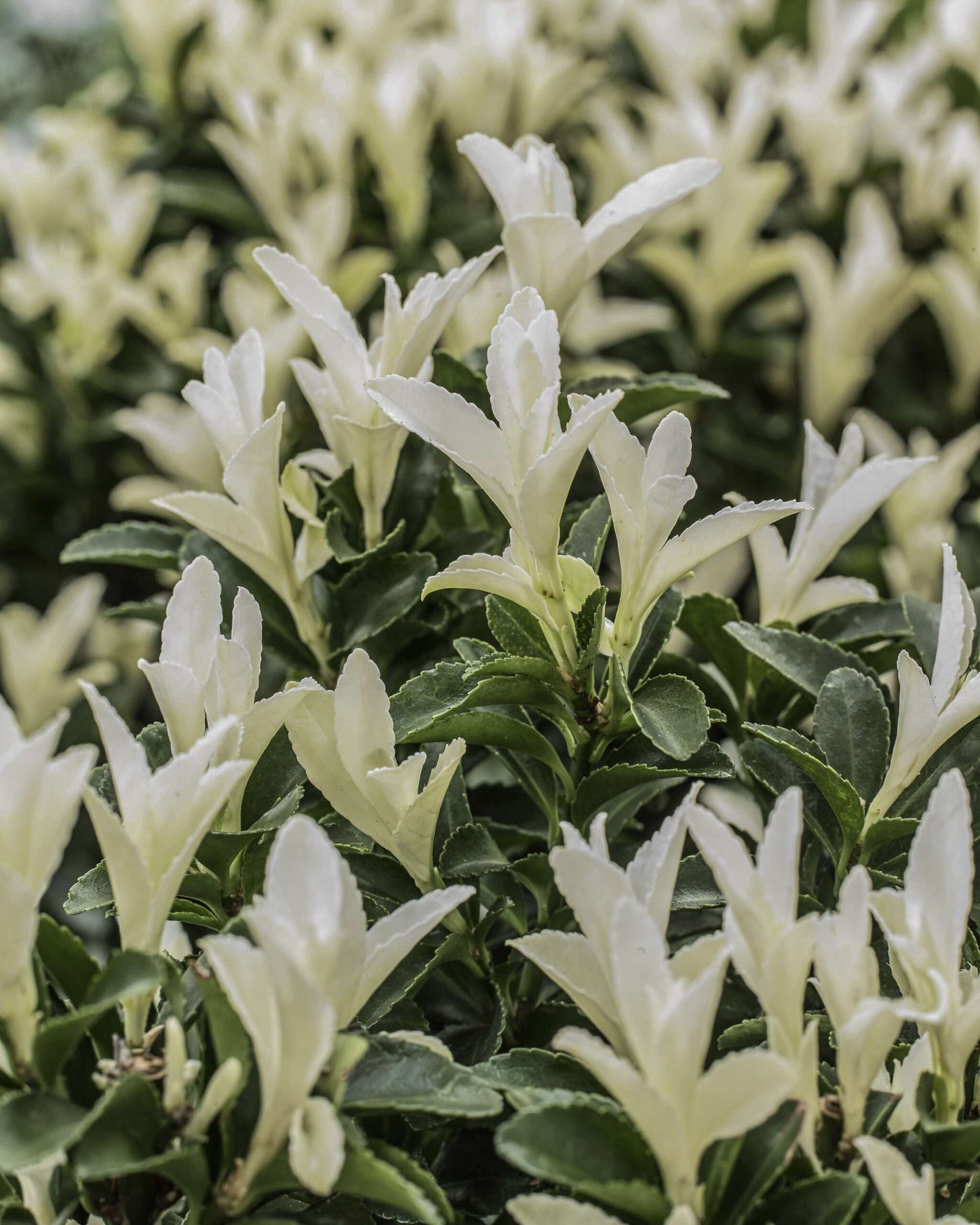 EUONYMUS japonicus 'Paloma Blanca' ®