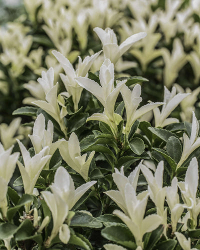 EUONYMUS japonicus 'Paloma Blanca' ®