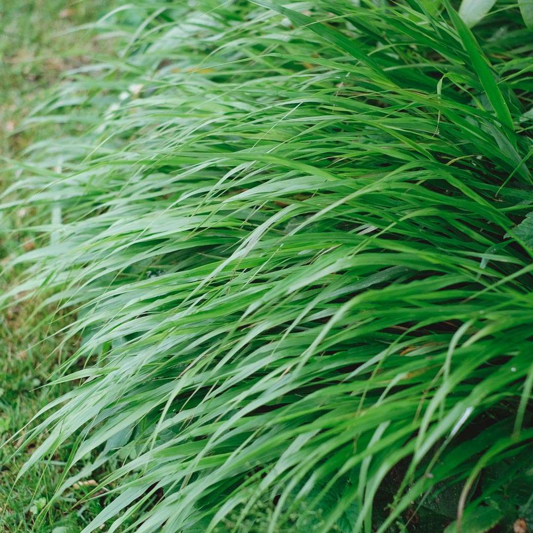 HAKONECHLOA macra