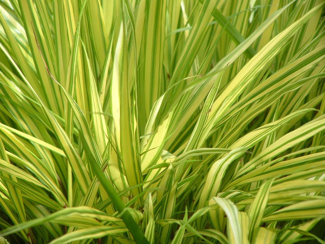 HAKONECHLOA macra 'Aureola'