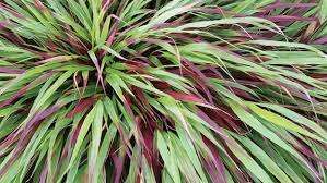 HAKONECHLOA macra 'Benikaze'
