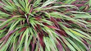HAKONECHLOA macra 'Benikaze'