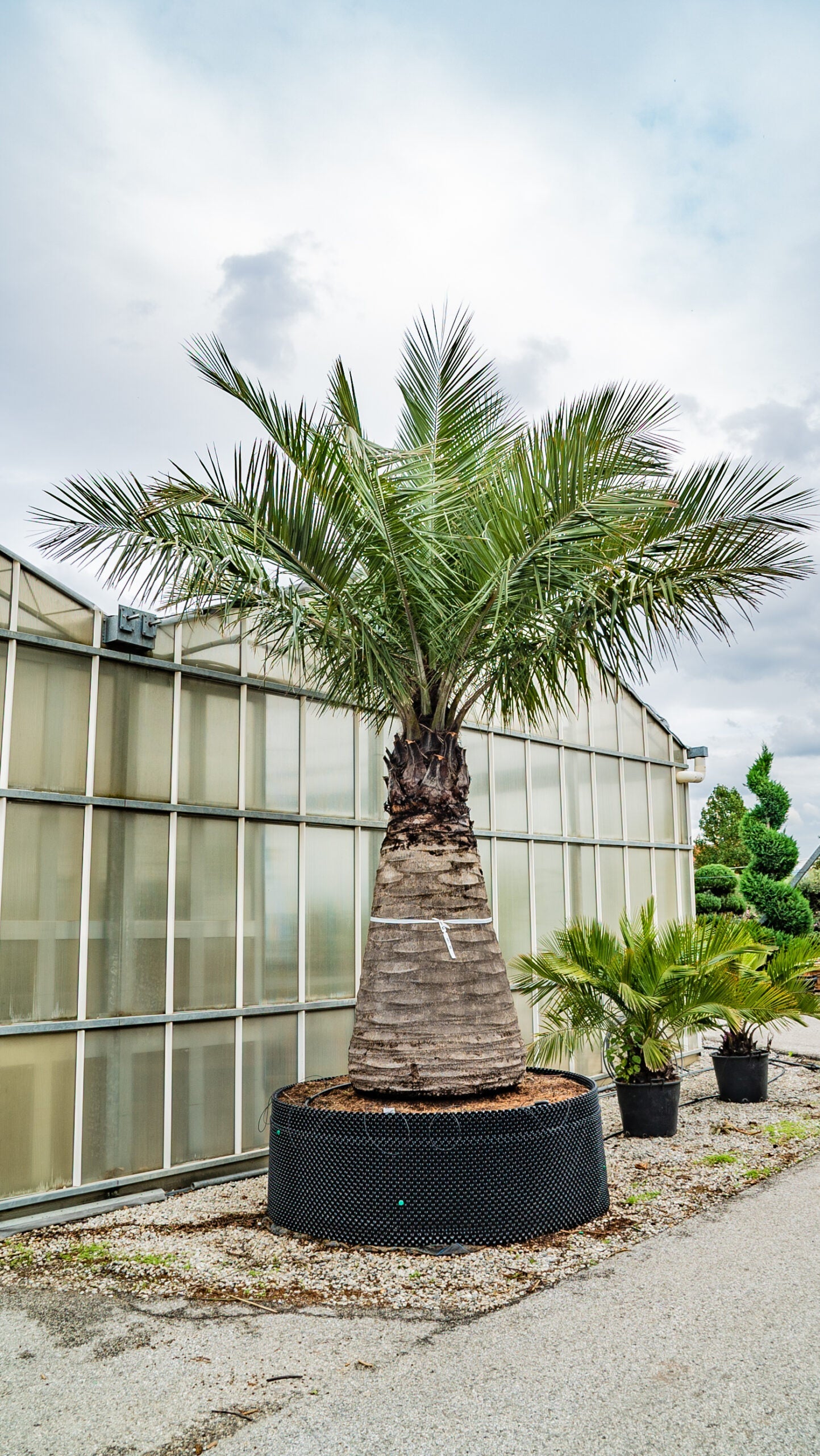 JUBAEA chilensis