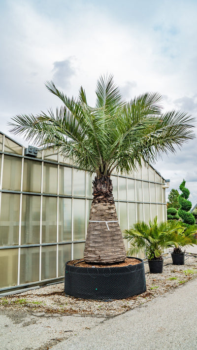JUBAEA chilensis