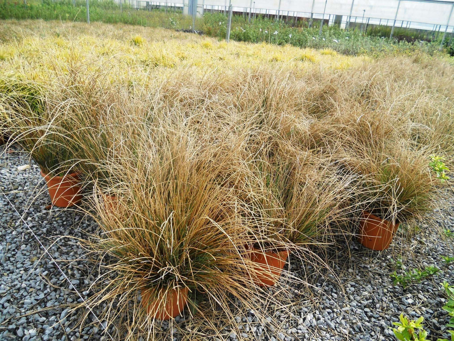 JUNCUS inflexus 'Glaucus'